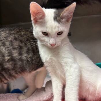 Rescue Domestic Medium Hair Cats for Adoption in San Jacinto, California - Gaston | PetCurious