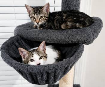 Cream -  American Shorthair Cat for Adoption in Pittsboro, North Carolina - Cream | PetCurious
