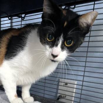 Mama Callie -  Domestic Short Hair Cat for Adoption in Lenexa, Kansas - Mama Callie | PetCurious