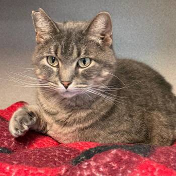 Acorn -  Domestic Medium Hair Cat for Adoption in Milford, Iowa - Acorn | PetCurious