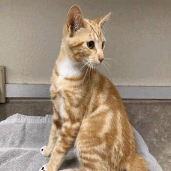 Birria -  Domestic Short Hair Cat for Adoption in Buellton, California - Birria | PetCurious