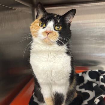 Rescue Domestic Short Hair Cats for Adoption in Kanab, Utah - Carmen Sandiego | PetCurious