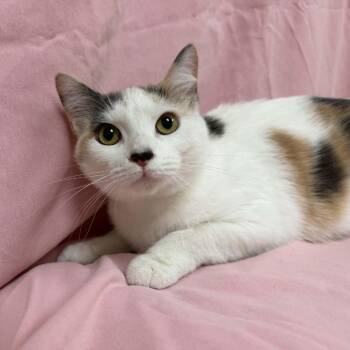 Peaches -  Domestic Short Hair Cat for Adoption in Lyndhurst, Virginia - Peaches | PetCurious