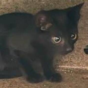 Eerie -  Domestic Short Hair Cat for Adoption in West Palm Beach, Florida - Eerie | PetCurious