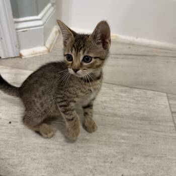 Catastrophe -  Domestic Short Hair Cat for Adoption in Brownsboro, Alabama - Catastrophe | PetCurious