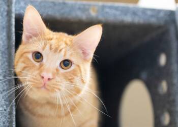 HERMIE -  Domestic Short Hair Cat for Adoption in Colorado Springs, Colorado - HERMIE | PetCurious