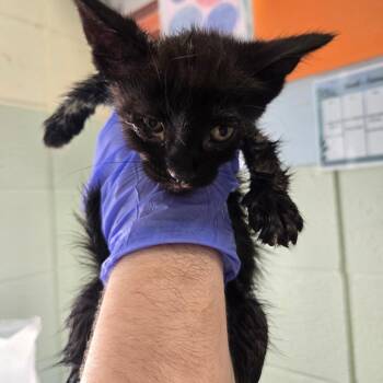Clark -  Domestic Short Hair Cat for Adoption in West Olive, Michigan - Clark | PetCurious