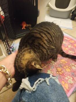 Domestic Short Hair Cats Available for Adoption in Orlando, Florida - JUNIE | PetCurious