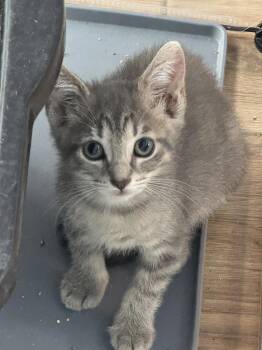 Tobie -  Domestic Short Hair Cat for Adoption in Oviedo, Florida - Tobie | PetCurious
