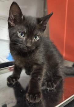 Elliot Stabler -  Domestic Medium Hair and Domestic Short Hair Cat for Adoption in Fresno, California - Elliot Stabler | PetCurious