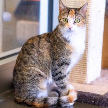 Goldilocks -  Domestic Short Hair Cat for Adoption - Goldilocks | PetCurious
