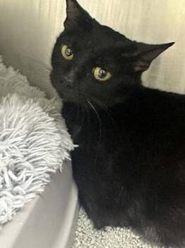 Rescue Domestic Short Hair Cats for Adoption in Annapolis, Maryland - Nova | PetCurious