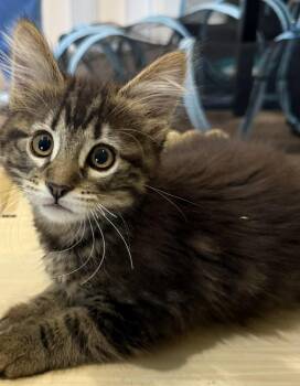Ms Marvel -  Tabby and Domestic Long Hair Cat for Adoption in San Jose, California - Ms Marvel | PetCurious