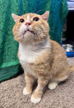Clyde -  Domestic Short Hair Cat for Adoption in Tallahassee, Florida - Clyde | PetCurious