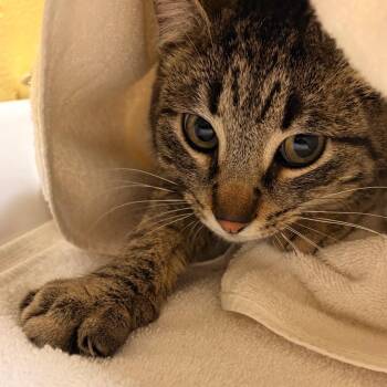 Domestic Short Hair Cats Available for Adoption - Perry - WC | PetCurious