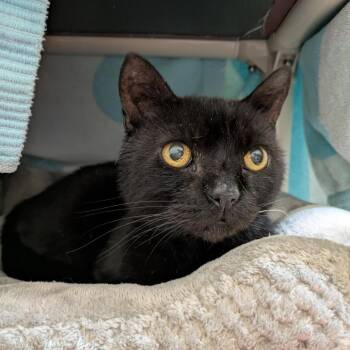 Opie -  Domestic Short Hair Cat for Adoption in South Burlington, Vermont - Opie | PetCurious