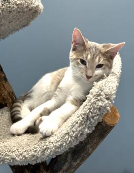 Rescue Tabby and Domestic Short Hair Cats for Adoption in Lombard, Illinois - Adelaide | PetCurious