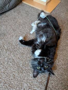 Lloyd -  Domestic Medium Hair Cat for Adoption in Lincoln, Nebraska - Lloyd | PetCurious