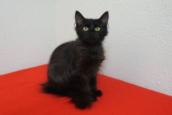 Dee Dee -  Domestic Long Hair Cat for Adoption in Fountain Hills, Arizona - Dee Dee | PetCurious