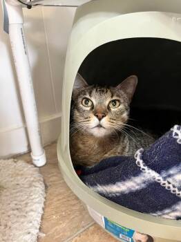 Tex -  Tabby Cat for Adoption in Papillion, Nebraska - Tex | PetCurious