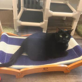 Nebby -  Domestic Short Hair Cat for Adoption in Pittsburgh, Pennsylvania - Nebby | PetCurious