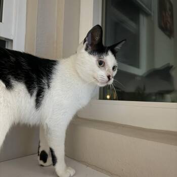 Rescue Domestic Short Hair Cats for Adoption in San Diego, California - Calypso | PetCurious
