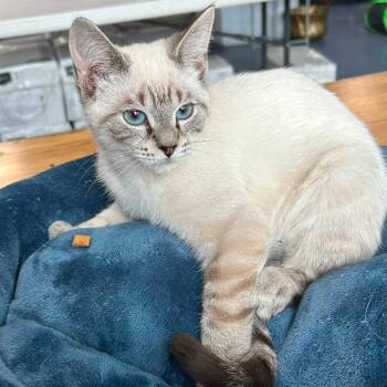 Tinman -  Domestic Short Hair Cat for Adoption in Fairfax Station, Virginia - Tinman | PetCurious
