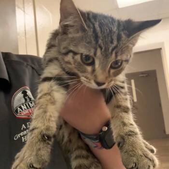 Rilee -  Domestic Short Hair Cat for Adoption in Birmingham, Alabama - Rilee | PetCurious