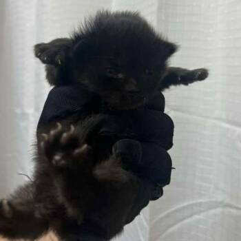 Cricket -  Domestic Short Hair Cat for Adoption in Winchester, Virginia - Cricket | PetCurious