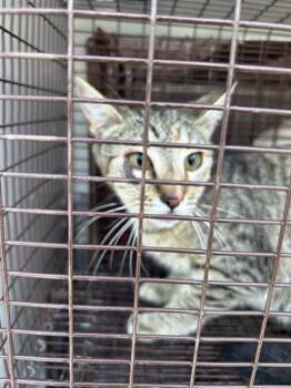 Domestic Short Hair Cats Available for Adoption in Houston, Texas - A654498 | PetCurious