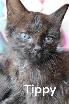 Tippy -  Domestic Medium Hair Cat for Adoption in Weems, Virginia - Tippy | PetCurious