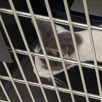 Archie -  Domestic Short Hair Cat for Adoption in Hannibal, Missouri - Archie | PetCurious