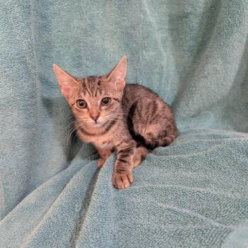 Evie -  Domestic Short Hair Cat for Adoption in NEW PT RICHEY, Florida - Evie | PetCurious
