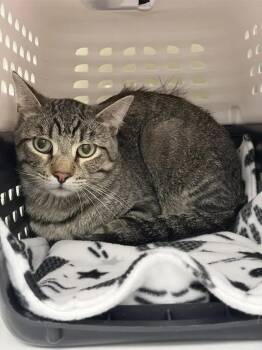 Todd -  Domestic Short Hair Cat for Adoption in Saint Paul, Minnesota - Todd | PetCurious