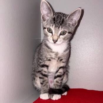 Sabrina -  Domestic Short Hair Cat for Adoption in Sarasota, Florida - Sabrina | PetCurious