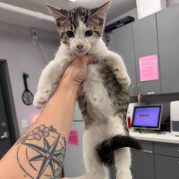 Daring -  Domestic Short Hair Cat for Adoption in Port Charlotte, Florida - Daring | PetCurious