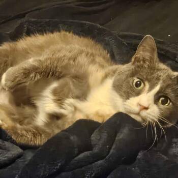 Daisy - Home to Home -  Domestic Short Hair Cat for Adoption in South Elgin, Illinois - Daisy - Home To Home | PetCurious