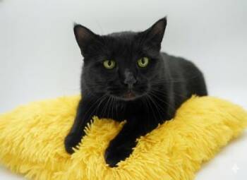 Rescue Domestic Short Hair Cats for Adoption in Bowling Green, Kentucky - Sparta | PetCurious