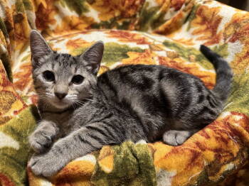 Rescue Domestic Short Hair Cats for Adoption in Newtown Square, Pennsylvania - Cleo | PetCurious