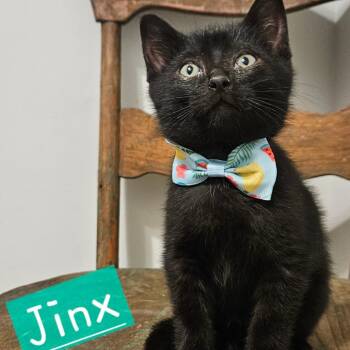 Jinx -  Domestic Short Hair Cat for Adoption in New Albany, Ohio - Jinx | PetCurious
