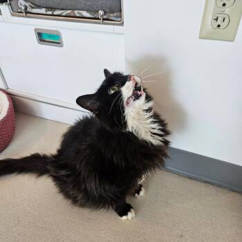 Babs -  Domestic Medium Hair Cat for Adoption in Warwick, Rhode Island - Babs | PetCurious