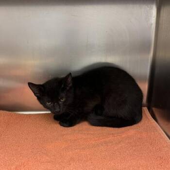 Echinacea -  Domestic Short Hair Cat for Adoption in Richmond, Virginia - Echinacea | PetCurious