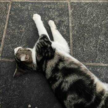 Helen -  Domestic Short Hair Cat for Adoption in Charlottesville, Virginia - Helen | PetCurious