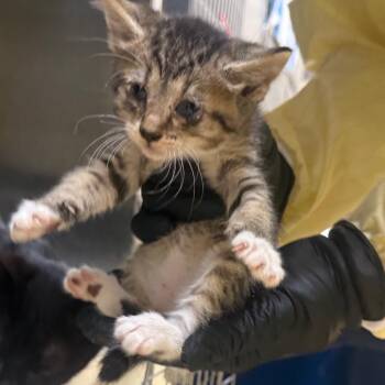 Cheese (Yellow) -  Domestic Short Hair Cat for Adoption in Winston-salem, North Carolina - Cheese (Yellow) | PetCurious