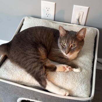 Algernon -  Domestic Short Hair Cat Available for Adoption in Woodbury, New Jersey - Algernon | PetCurious