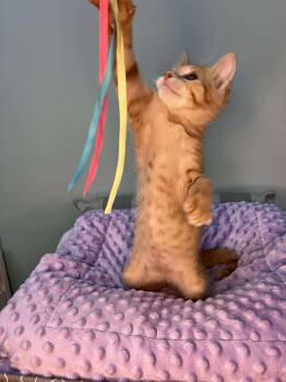 Eenie - Sweet and affecttionate -  Domestic Short Hair Cat for Adoption in Muskego, Wisconsin - Eenie - Sweet And Affecttionate | PetCurious