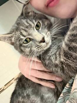 Beamer (Reduced adoption fee) -  Domestic Short Hair Cat for Adoption in Melrose, Massachusetts - Beamer (Reduced Adoption Fee) | PetCurious