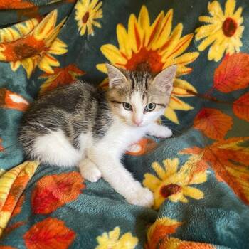 Rescue Domestic Short Hair Cats for Adoption in Greenwood, Missouri - Lumi | PetCurious