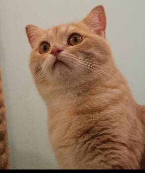 Rescue Domestic Short Hair Cats for Adoption in Snow Hill, Maryland - Tiger | PetCurious