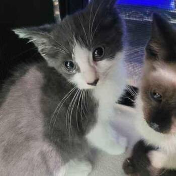 Pork Bun -  Domestic Short Hair Cat for Adoption in Memphis, Tennessee - Pork Bun | PetCurious